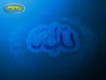 video pic